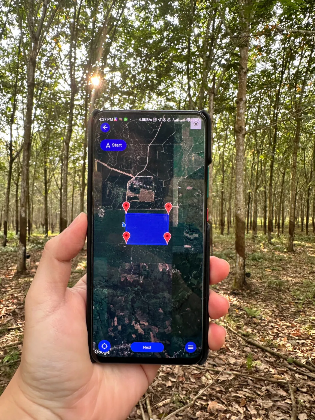 Plot boundary mapped on the AgriTrace app inside a rubber plantation