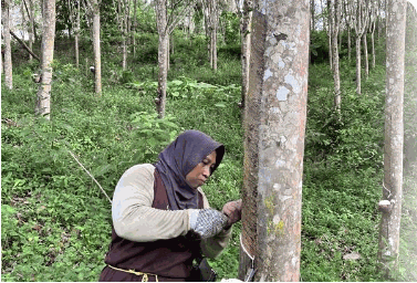 Smallholder tapping a rubber tree